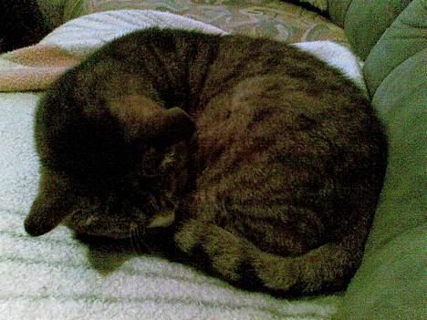 Blanding af racer MulleMax billede 2