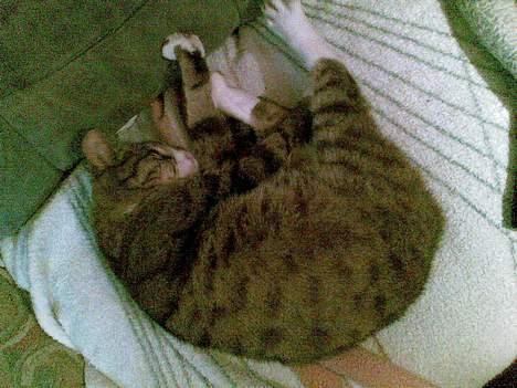 Blanding af racer MulleMax billede 3