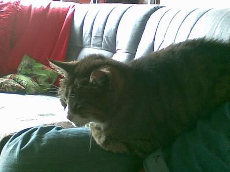 Blanding af racer MulleMax billede 4