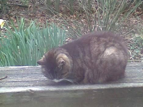 Blanding af racer MulleMax billede 5