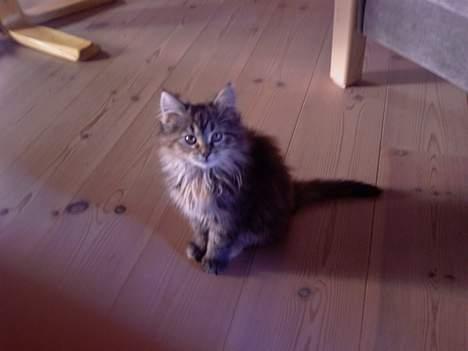 Blanding af racer Pjuske - Dejlig fotogen, her er Pjuske ca 5 måneder gammel. billede 1