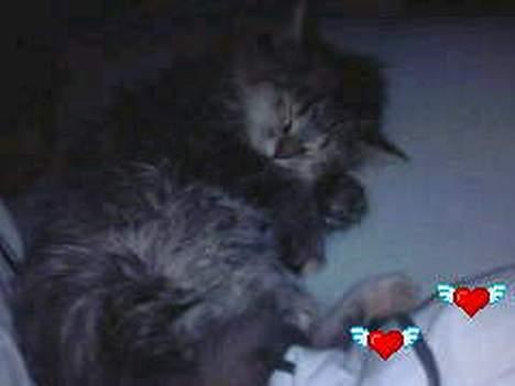 Blanding af racer Pjuske - Pjuske vil meget gerne ligge og putte, og her ligger hun lige ved siden af min hovedpude og sover trykt og godt. nåh! billede 2