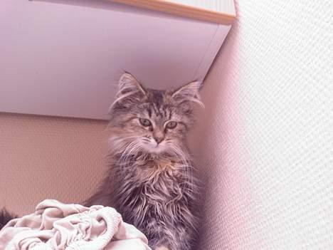 Blanding af racer Pjuske - Her har pjuske så erobret vasketøjsbordet, og kigger ned på verden. billede 3