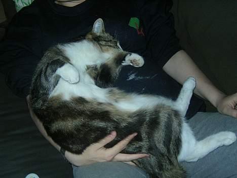 Huskat Nemodrengen billede 15