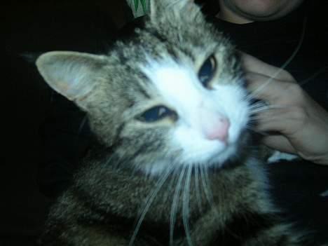 Huskat Nemodrengen billede 16