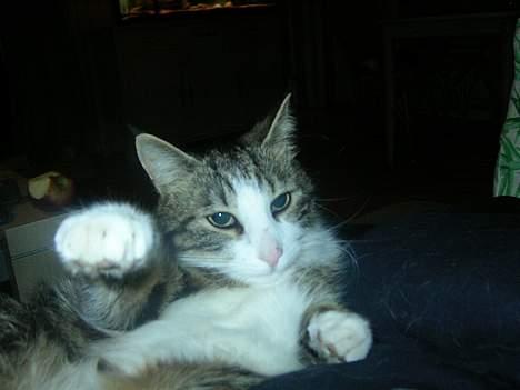 Huskat Nemodrengen billede 17