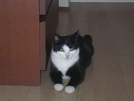 Huskat polledrengen billede 6