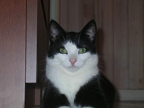 Huskat polledrengen billede 7