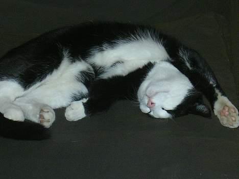 Huskat polledrengen billede 8