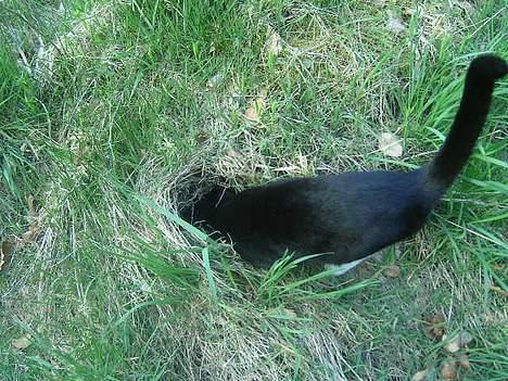 Huskat polledrengen - ser lige efter om der er en lille mus billede 9