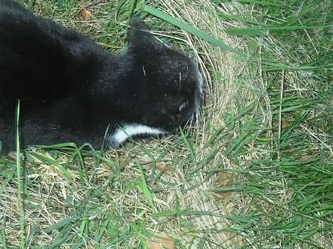Huskat polledrengen -  lille mus kom op af hullet kom og leg tagfat billede 10