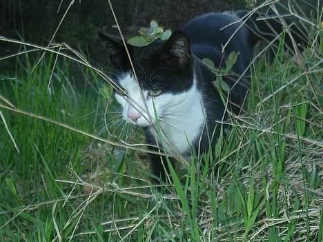 Huskat polledrengen - nitte billede 11