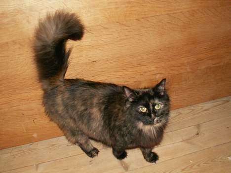 Blanding af racer Tulle (forsvundet) - kigger op når der bliver sagt DULLE :) billede 4