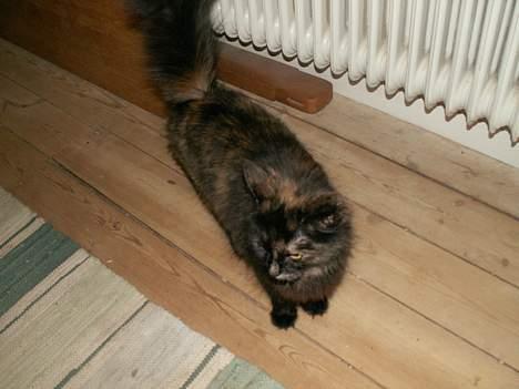 Blanding af racer Tulle (forsvundet) billede 5