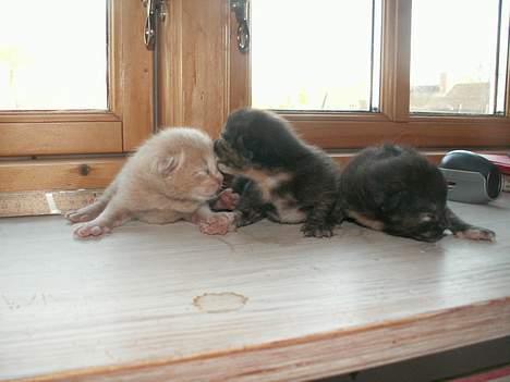 Blanding af racer Tulle (forsvundet) - tulles unger, de er 5 dage nu :) (d. 28 april 07) billede 6