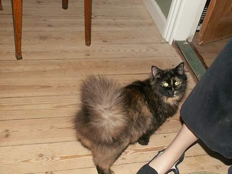 Blanding af racer Tulle (forsvundet) - hmm skal jeg kigge.. :) billede 7