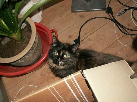 Blanding af racer Tulle (forsvundet) - gemmer mig da lige lidt.  billede 8