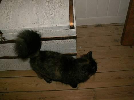 Blanding af racer Tulle (forsvundet) - se hvor snoppet jeg kan se ud ;D billede 9