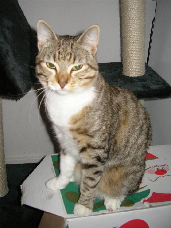 Blanding af racer mickey Mouse - rigtigt godt gættet; det er mig;o)) billede 1