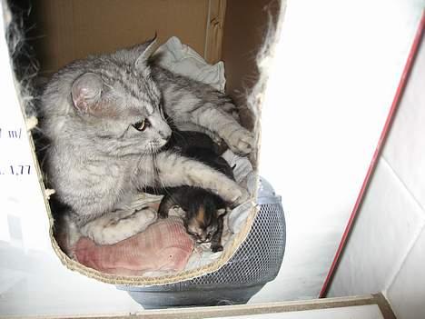 Huskat Julle billede 6