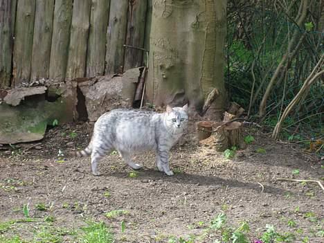 Huskat Julle - dagen før killingerne kom til verden billede 7