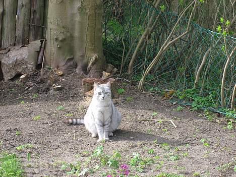 Huskat Julle - dagen før killingerne kom til verden billede 8