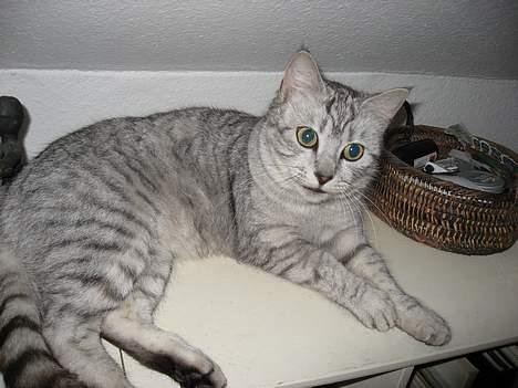 Huskat Julle - før jeg blev mor billede 9