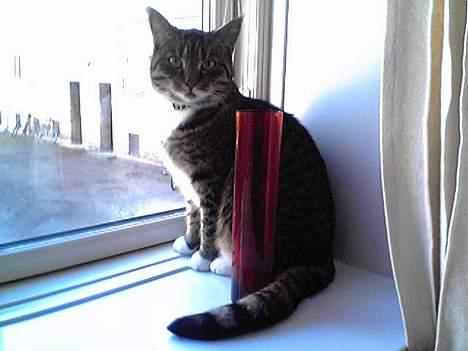 Huskat Mille billede 1