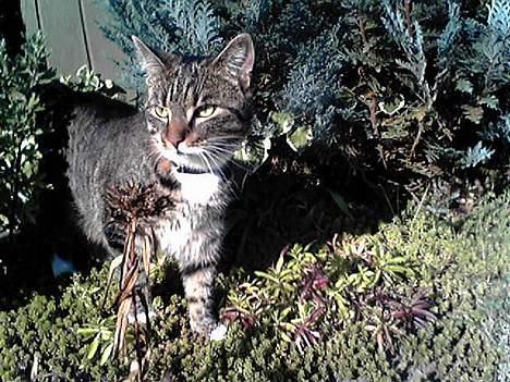 Huskat Mille billede 2