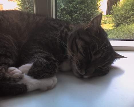 Huskat Mille billede 3