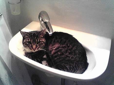 Huskat Mille billede 4