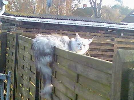 Maine Coon Twinkle  R.I.P - tjekker lige om der er nogen mus at se billede 2