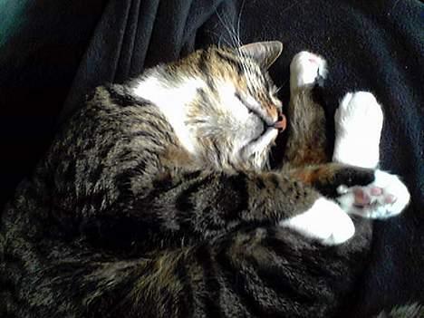 Huskat Mille billede 5