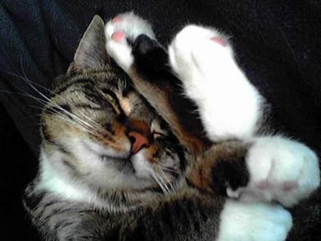 Huskat Mille billede 6