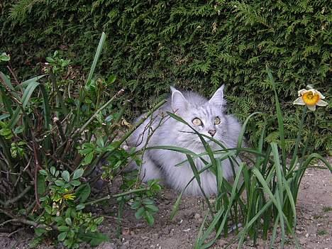 Maine Coon Twinkle  R.I.P - Twinkle ligger og kigger op på fuglehus billede 3