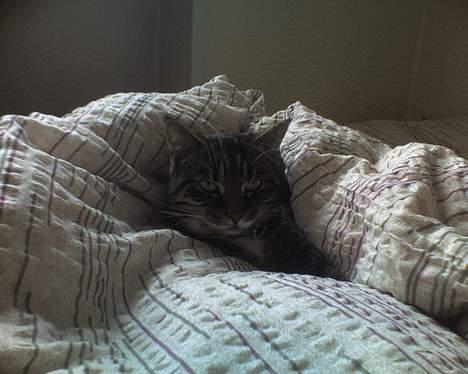 Huskat Mille billede 7