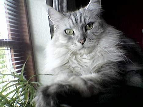 Maine Coon Twinkle  R.I.P - hva så der, siger Twinkle billede 5