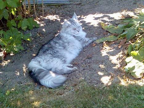 Maine Coon Twinkle  R.I.P - Så er det dase tid billede 6