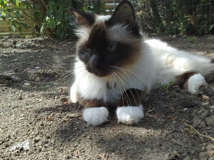 Hellig Birma Andy. R.I.P - Andy i haven 6 juni 2009 billede 1