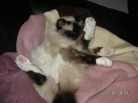 Hellig Birma Andy. R.I.P - Sjov  måde at vaske sit ben på billede 2