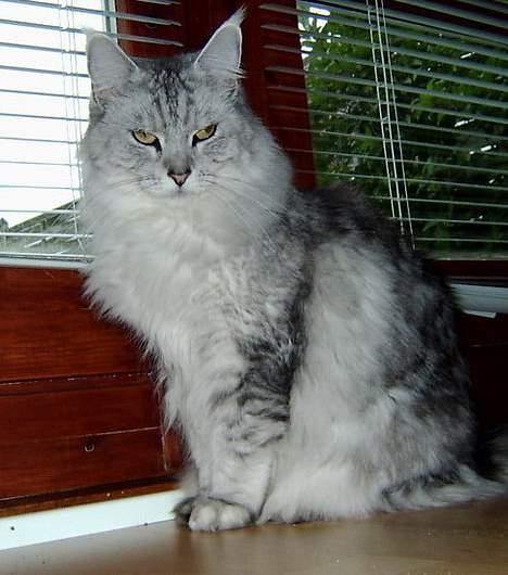 Maine Coon Twinkle  R.I.P billede 7