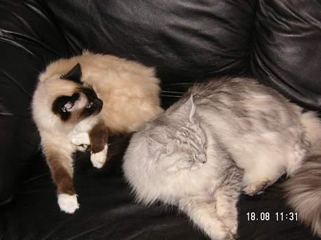 Maine Coon Twinkle  R.I.P - sjældent billede. ikke så tit at andy og twinkle ligger så tæt sammen billede 8