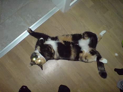 Blanding af racer Micha billede 18