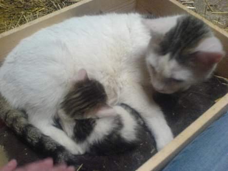 Huskat Pjevsen **OBS** !!!VÆK!!! - mor og datter.. nuurh=:) billede 15