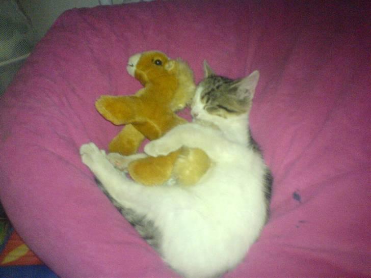 Huskat Pjevsen **OBS** !!!VÆK!!! - se min go´nat bamse billede 18