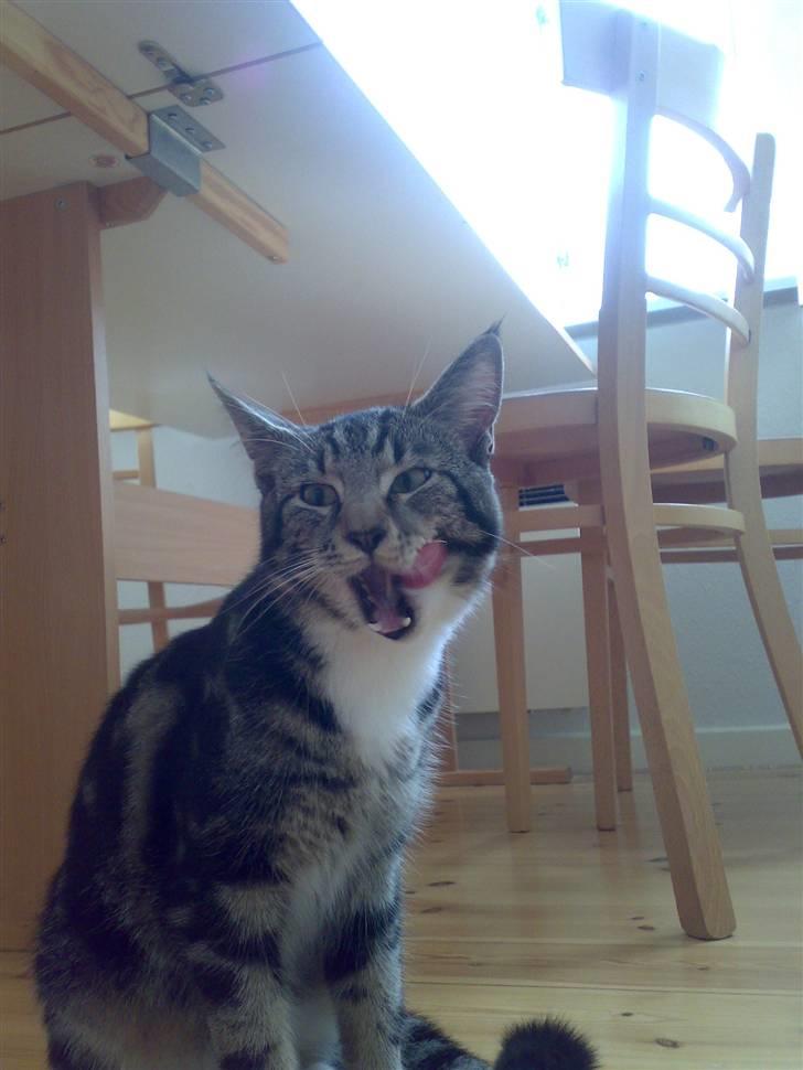 Blanding af racer † Terkel † - Lille lækre mis :D "Prins Charming" xD billede 1