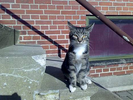 Blanding af racer † Terkel † - Lille spillop på trappen :) billede 2