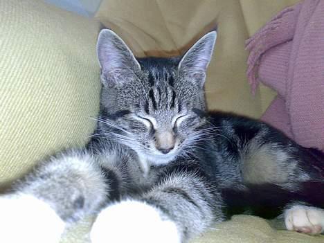 Blanding af racer † Terkel † - Han kan godt være søvnig x) billede 3