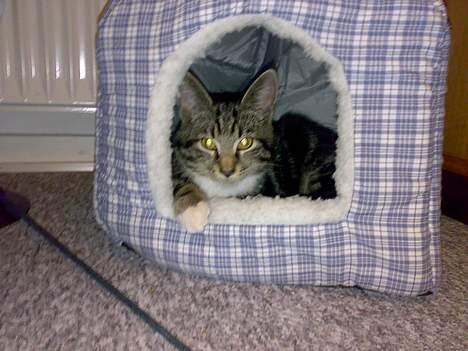 Blanding af racer † Terkel † - Hans lille private hule :D billede 4