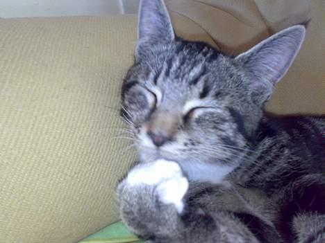 Blanding af racer † Terkel † - Ren skal man blive :) billede 5